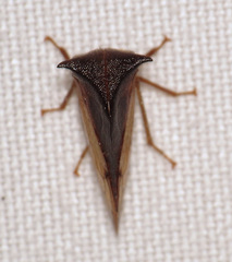 Stictocephala basalis