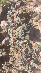 Euphorbia pediculifera