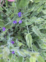 Psoralea asarina