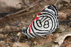 Diaethria candrena
