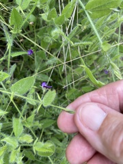 Psoralea asarina