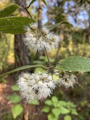Ageratina areolaris
