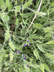 Psoralea asarina