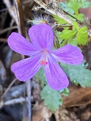 Geranium yeoi