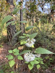 Ageratina areolaris