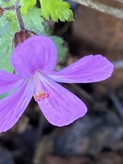 Geranium yeoi
