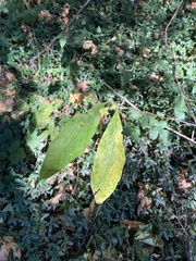 Oemleria cerasiformis