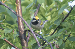 Vermivora chrysoptera