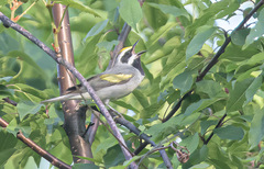 Vermivora chrysoptera