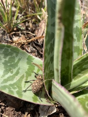 Brachycerus