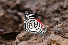 Diaethria candrena