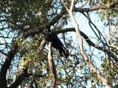 Corvus tasmanicus