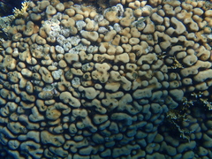 Goniastrea stelligera