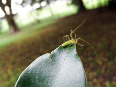 Tetragnatha squamata