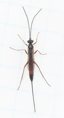 Atrophini