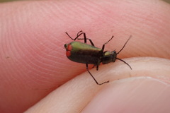 Malachius bipustulatus