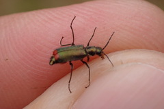 Malachius bipustulatus