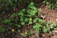 Oxalis corniculata
