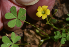 Oxalis corniculata
