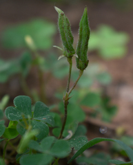 Oxalis corniculata