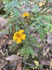 Tagetes tenuifolia
