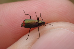 Malachius bipustulatus