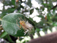 Oxyopes sushilae