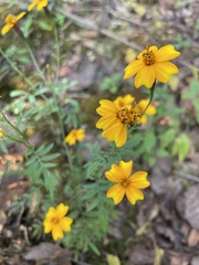 Tagetes tenuifolia