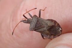 Coreus marginatus