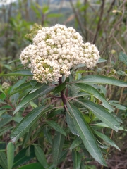 Baccharis latifolia