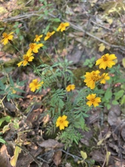 Tagetes tenuifolia