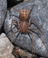 Scytodes univittata