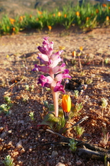 Lachenalia carnosa