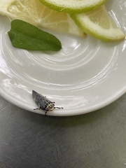 Ptyelus grossus