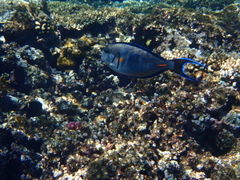 Acanthurus sohal