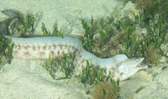 Gymnothorax nubilus