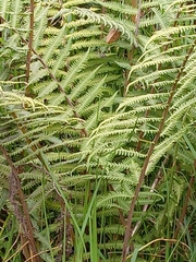 Pelazoneuron kunthii