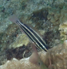 Chlorurus