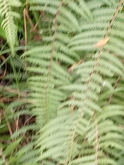 Pelazoneuron kunthii