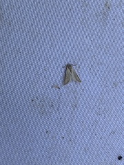 Acentria ephemerella