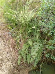 Pelazoneuron kunthii