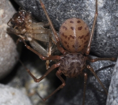 Scytodes univittata
