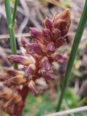 Orobanche