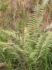 Pelazoneuron kunthii