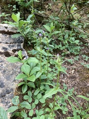 Swertiinae