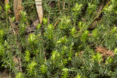 Acrotriche serrulata