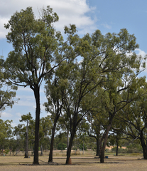 Eucalyptus crebra