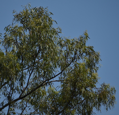 Eucalyptus crebra