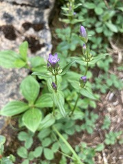 Swertiinae