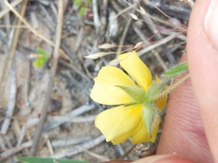 Crocanthemum brasiliense